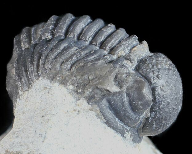 Bargain, Gerastos Trilobite Fossil - Morocco #57634